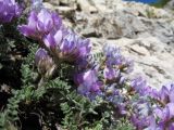 genus Oxytropis. Соцветия и листья. Южный Казахстан, Таласский Алатау, запов. Аксу-Жабаглы, верховья ущ. Кши-Каинды, выс. 2350 м н.у.м., мраморная скала сев. экспозиции над телом лавины. 17 июля 2017 г.