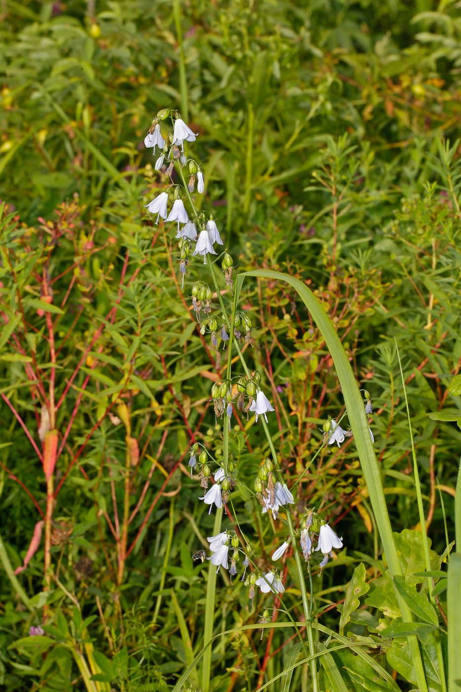 Image of Adenophora liliifolia specimen.