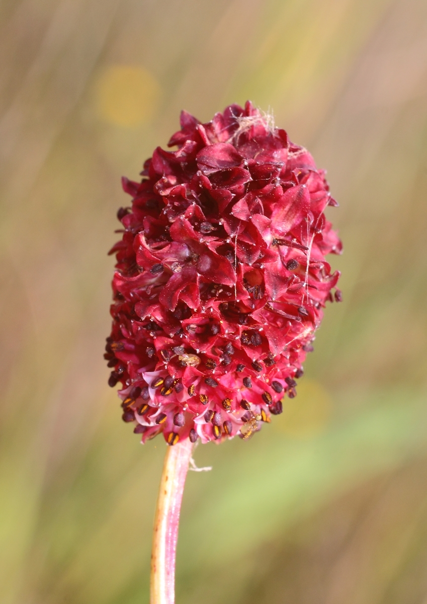 Изображение особи Sanguisorba officinalis.