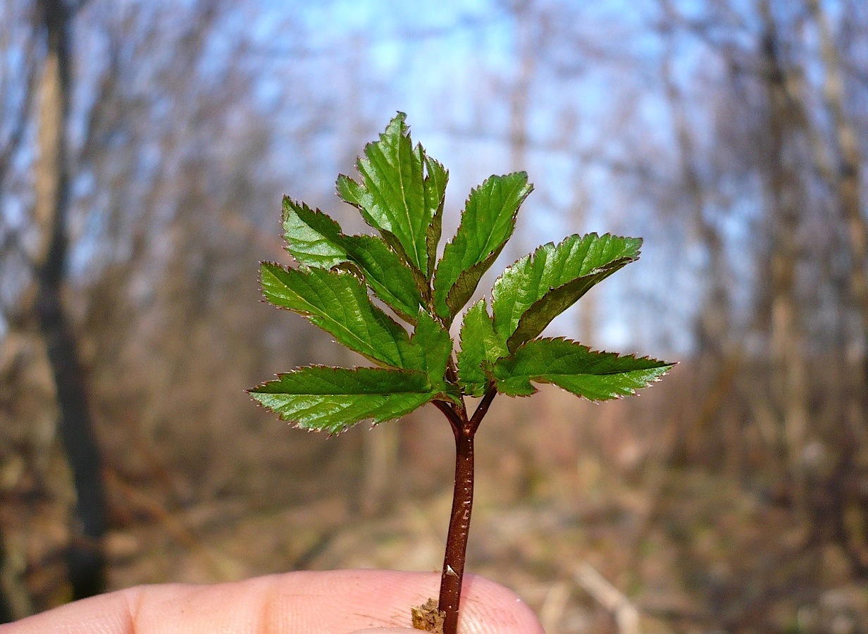 Image of Aegopodium podagraria specimen.