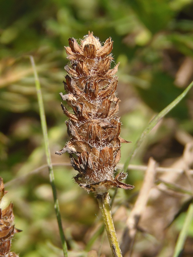 Image of Prunella vulgaris specimen.