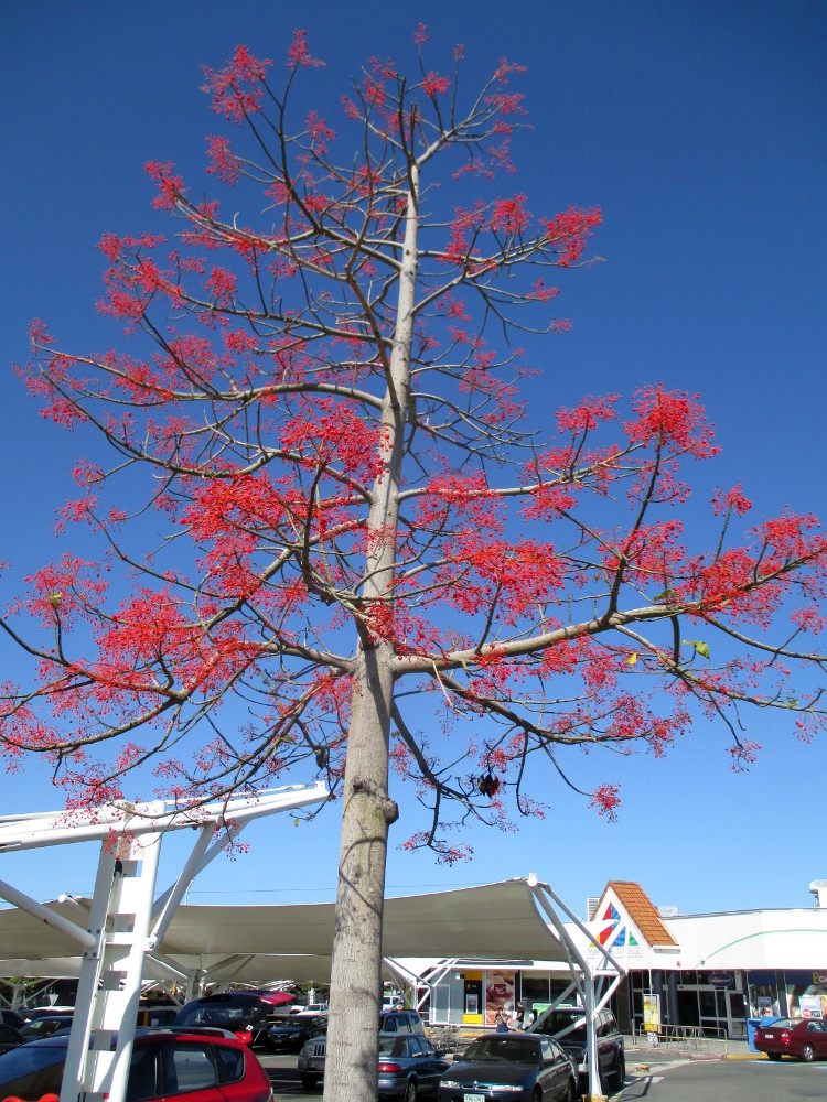 Изображение особи Brachychiton acerifolius.