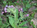 Pulmonaria obscura