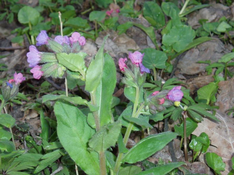 Изображение особи Pulmonaria obscura.