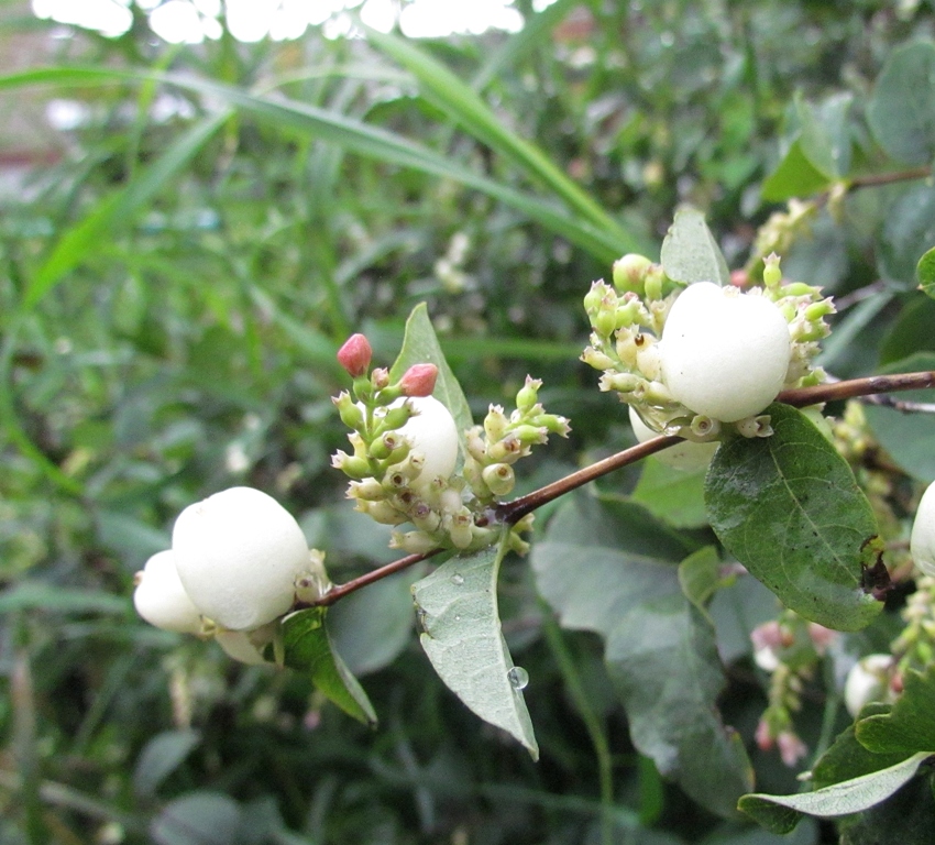 Image of Symphoricarpos albus var. laevigatus specimen.