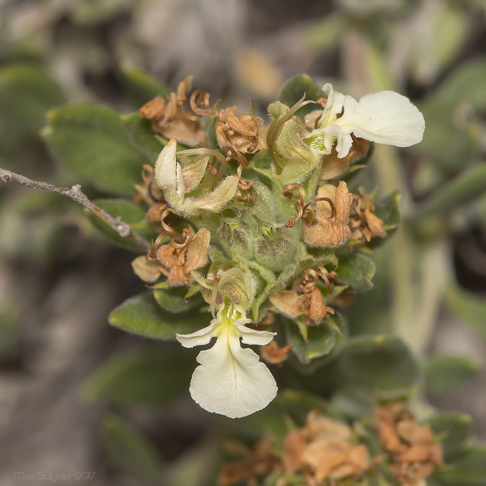 Изображение особи Teucrium jailae.