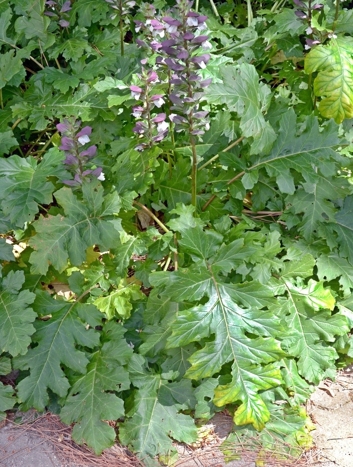 Изображение особи Acanthus mollis.