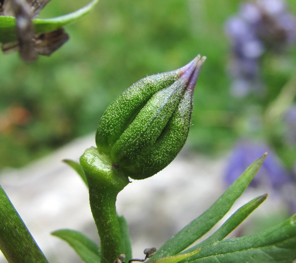 Изображение особи Aconitum nasutum.