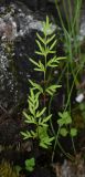 Cryptogramma stelleri