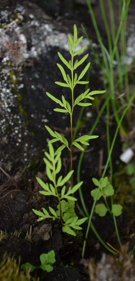 Image of Cryptogramma stelleri specimen.