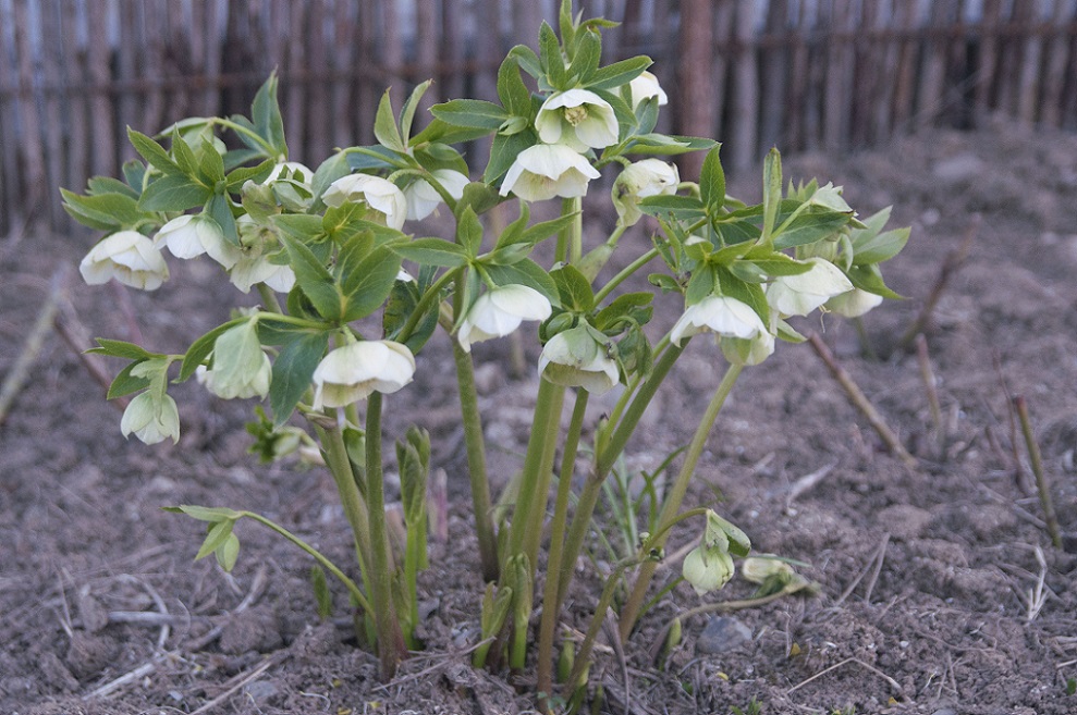 Изображение особи Helleborus caucasicus.