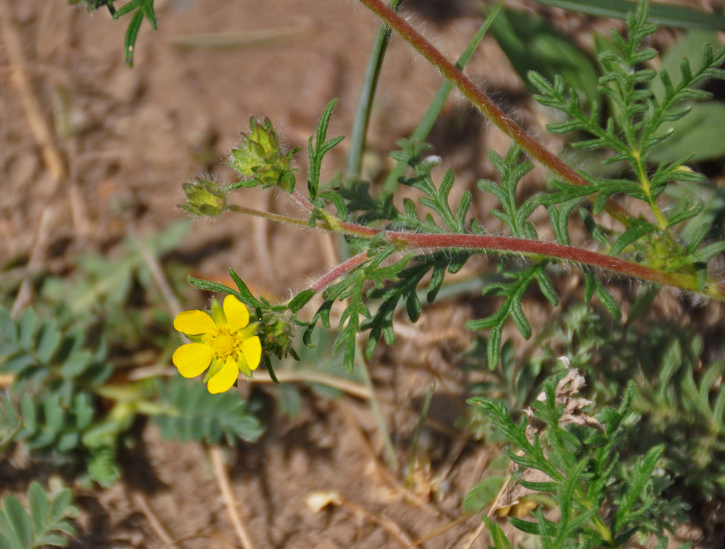 Image of Potentilla conferta specimen.