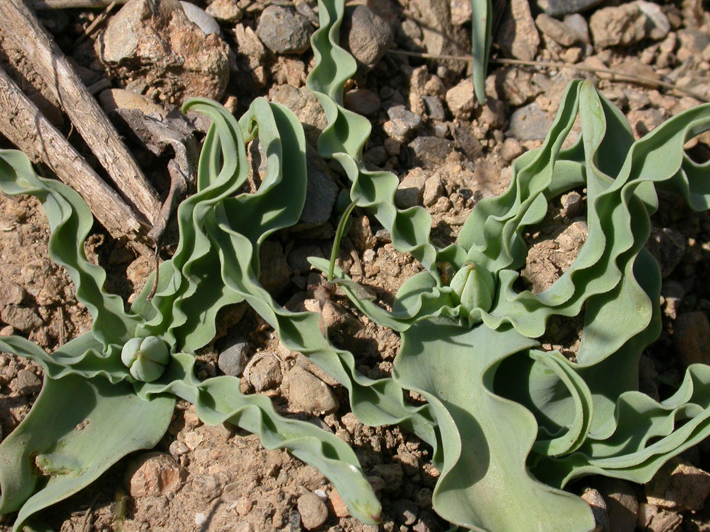 Image of Tulipa zonneveldii specimen.