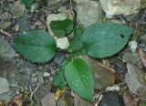 Trachystemon orientalis