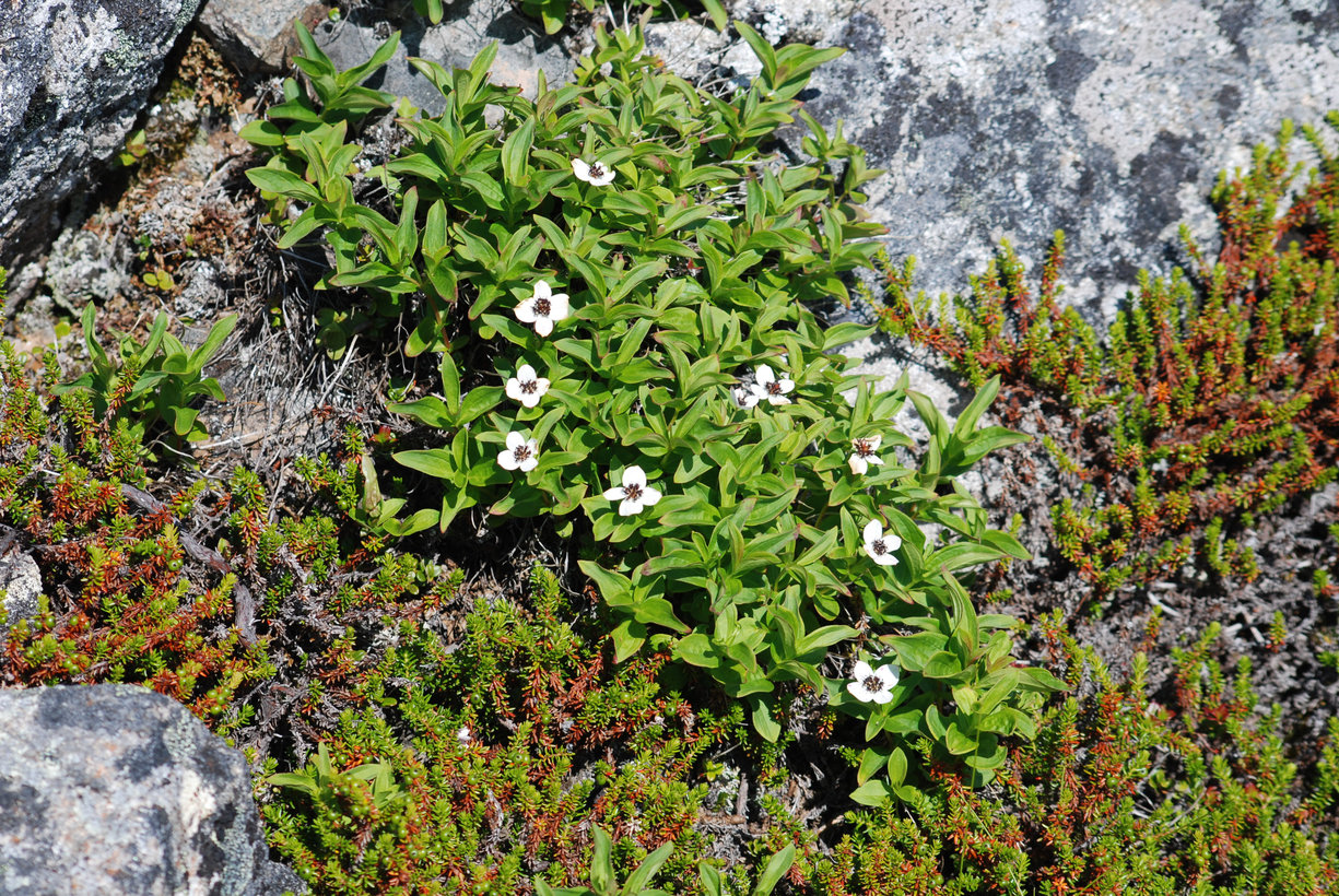 Image of Chamaepericlymenum suecicum specimen.