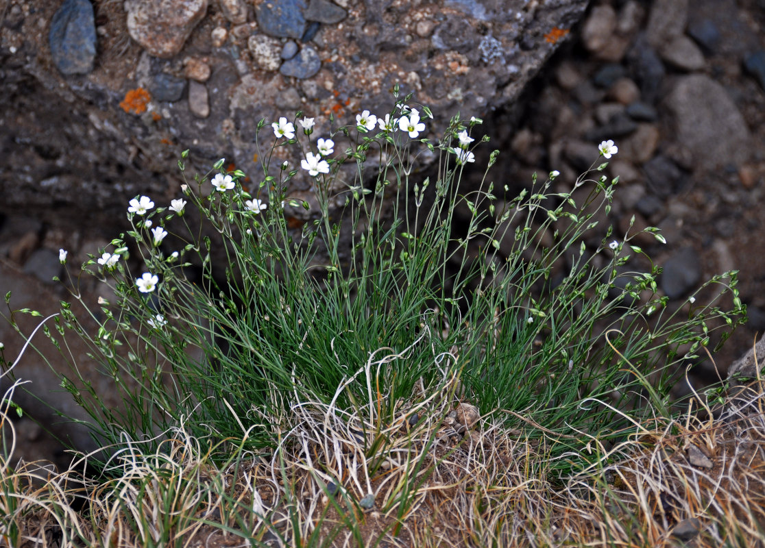 Image of Eremogone formosa specimen.