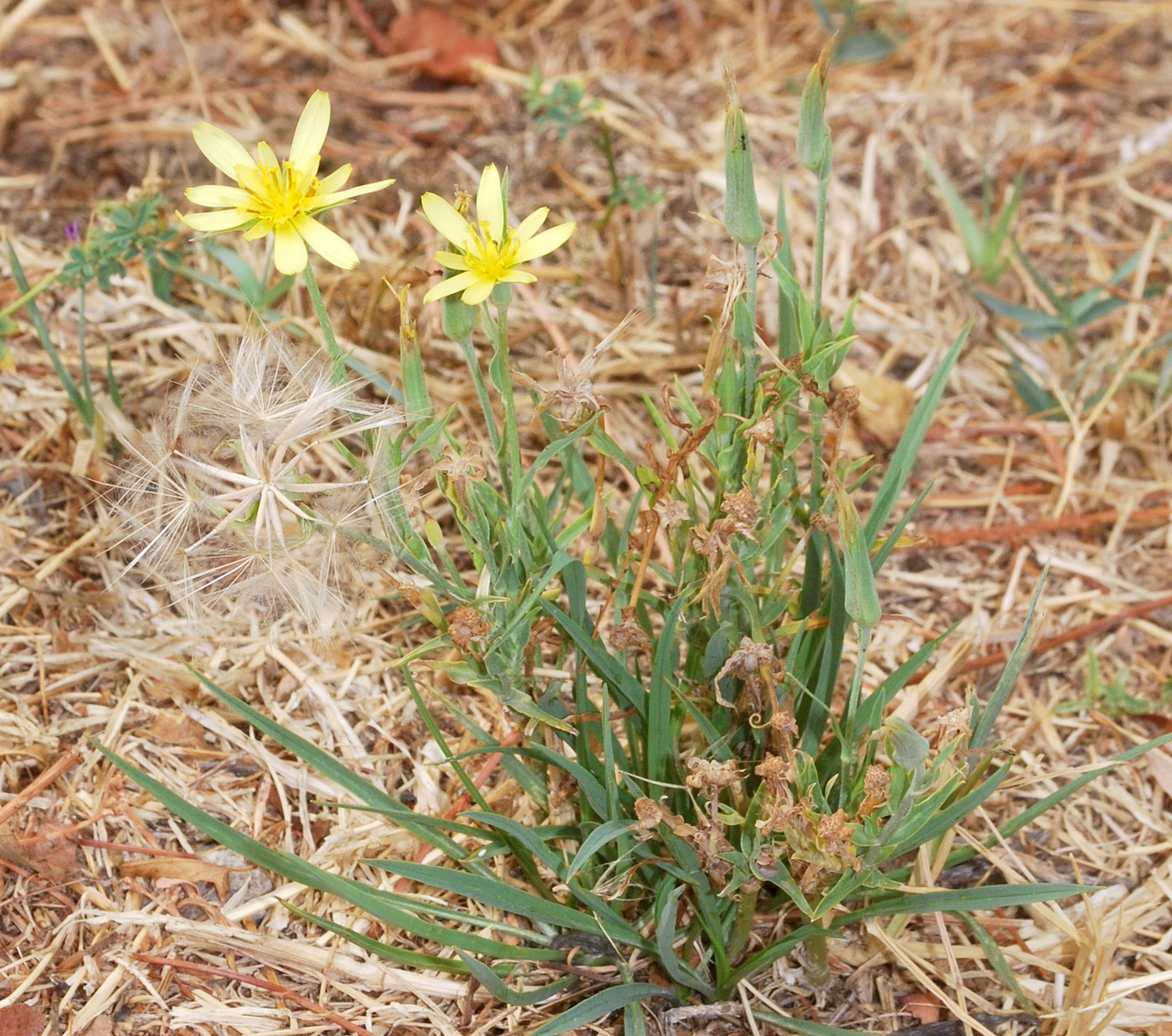 Изображение особи Tragopogon graminifolius.