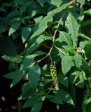 Phytolacca americana. Верхушка побега с соцветием и соплодиями. Крым, Никитский ботанический сад. 13.08.2007.