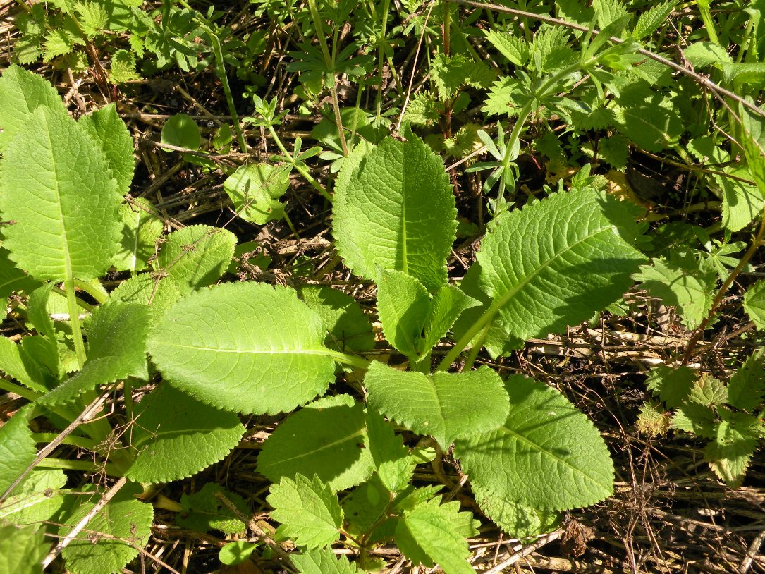 Image of Dipsacus strigosus specimen.