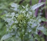 Sisymbrium loeselii. Верхушка побега с развивающимся соцветием. Пермский край, г. Пермь, Кировский р-н, газон у жилого дома. 20.06.2017.