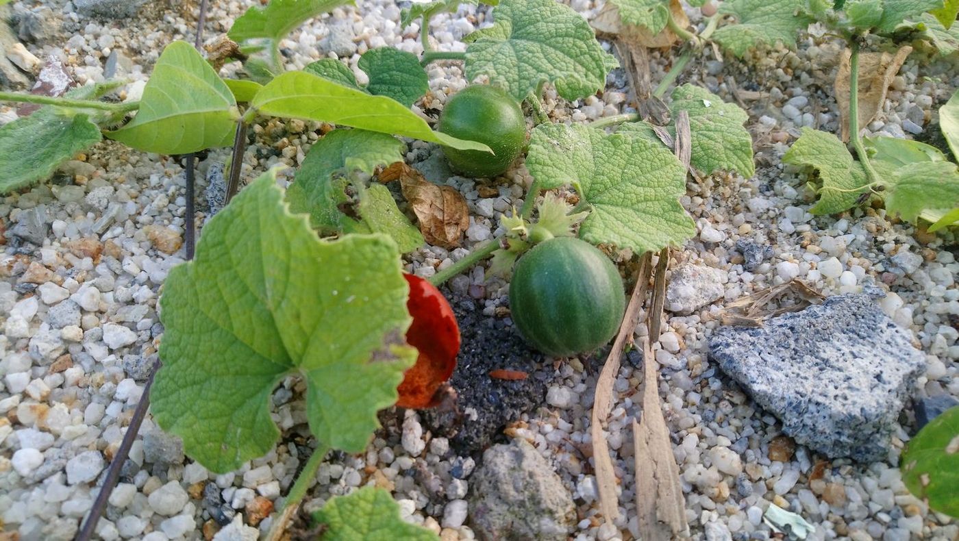 Image of familia Cucurbitaceae specimen.