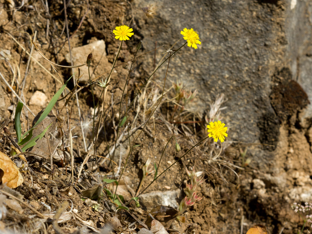 Image of Crepis cretica specimen.