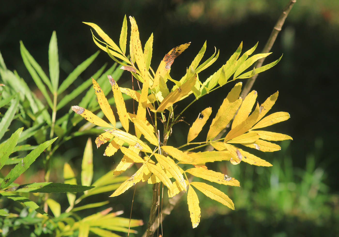 Image of Mahonia fortunei specimen.