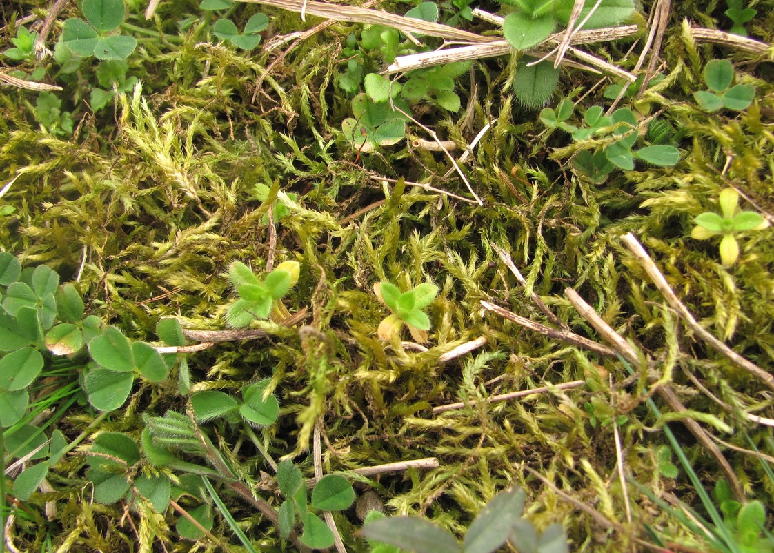 Изображение особи семейство Brachytheciaceae.