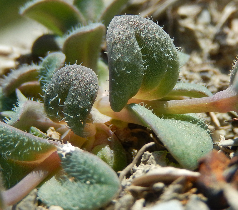 Image of Holosteum umbellatum specimen.