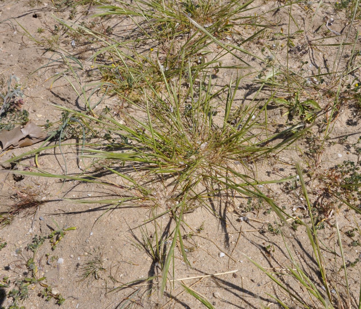 Image of Vulpia fasciculata specimen.