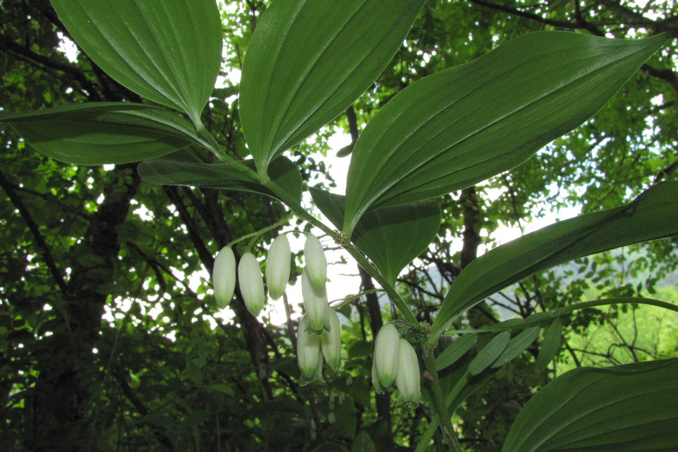 Image of Polygonatum hirtum specimen.