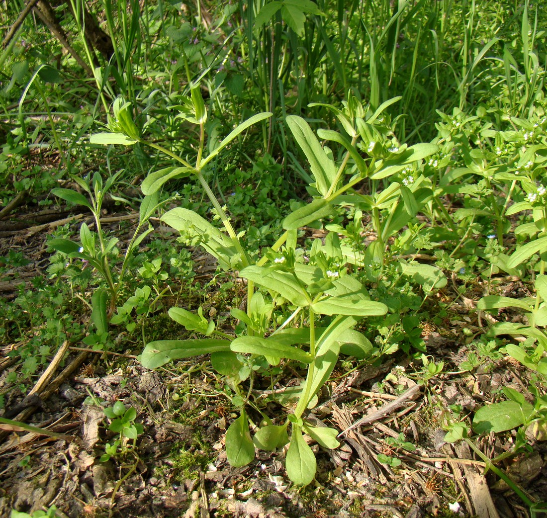 Image of genus Valerianella specimen.