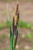 Carex × toezensis. Мужские соцветия и верхушки листьев. Ростовская обл., Неклиновский р-н, Большенеклиновское с/п, дол. р. Сарматская, на берегу. 24.04.2018.