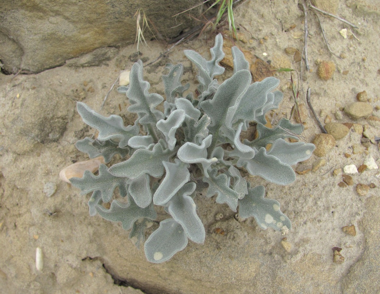 Image of Matthiola daghestanica specimen.