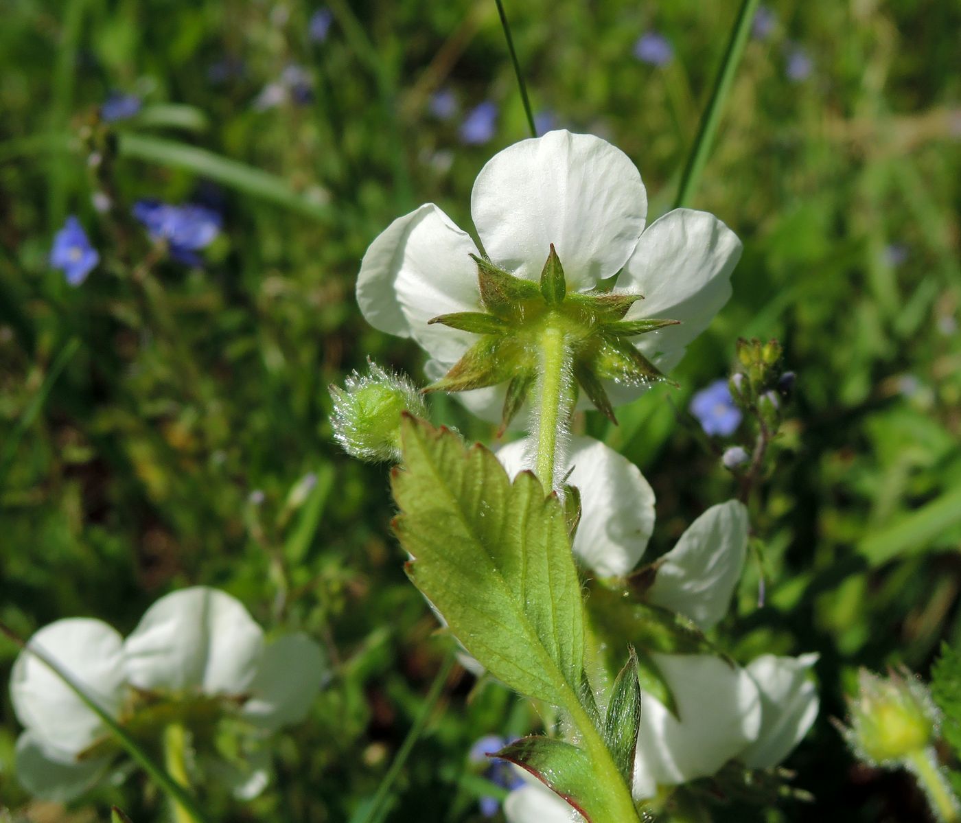 Изображение особи Fragaria moschata.