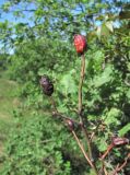 род Rosa