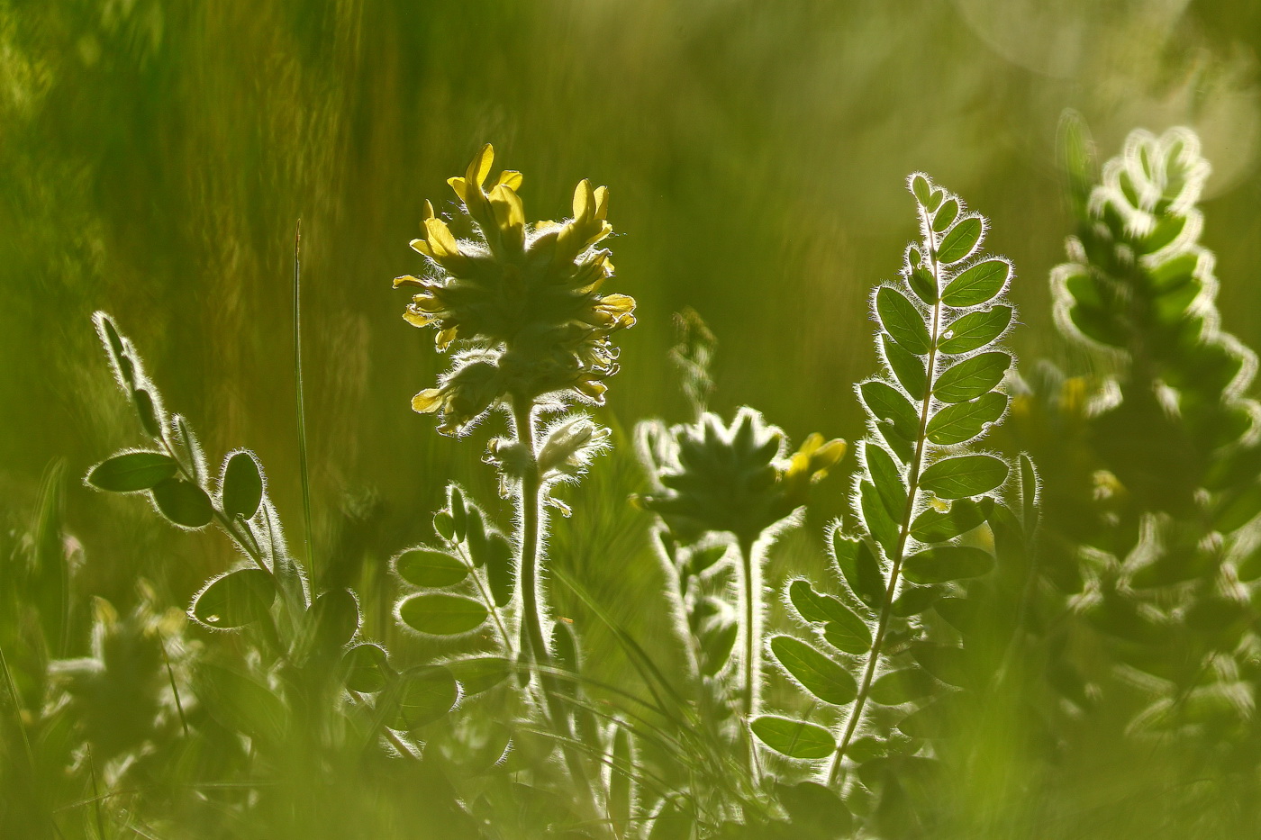 Image of Astragalus dasyanthus specimen.