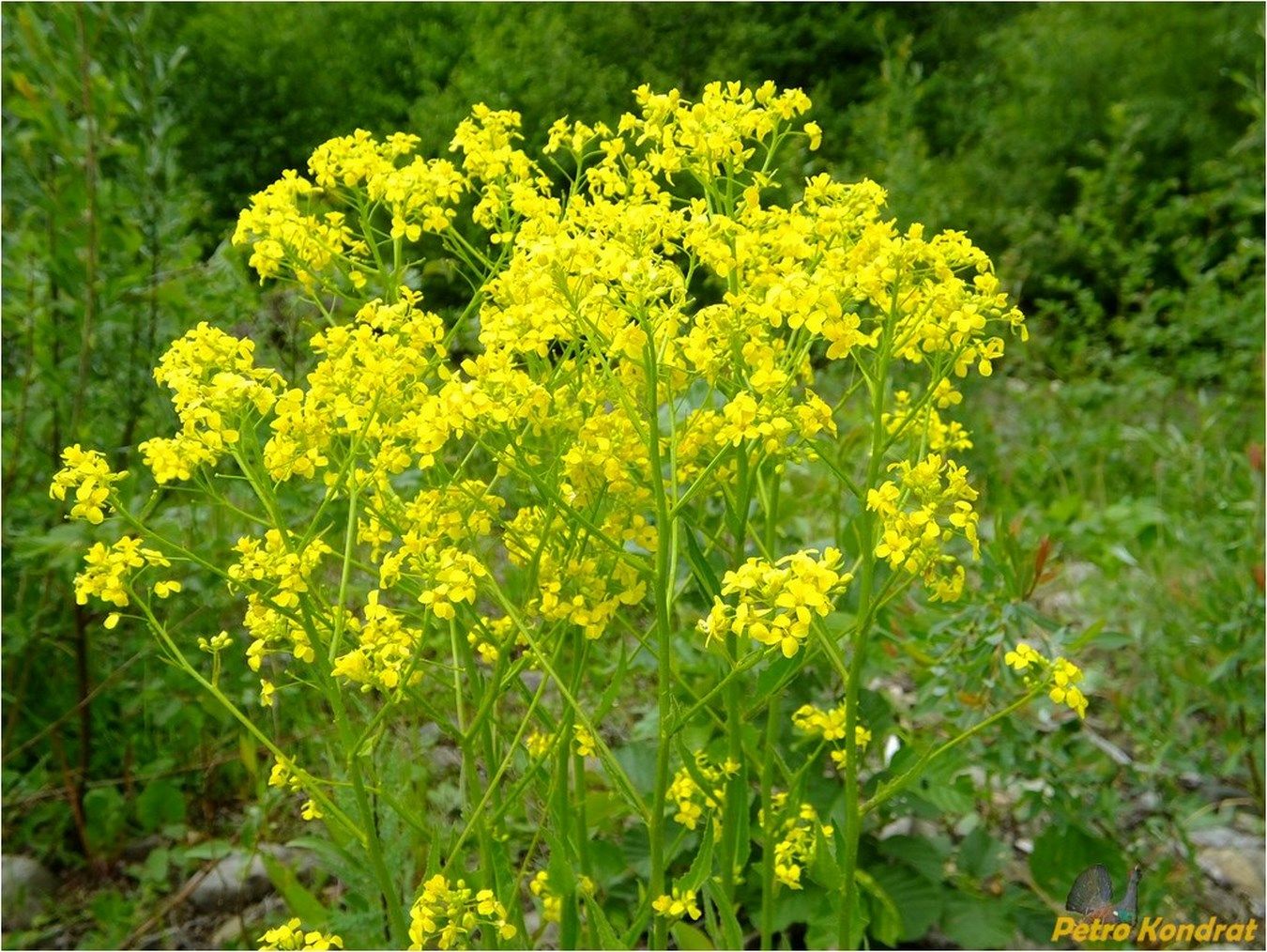 Изображение особи Bunias orientalis.