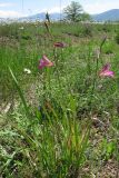 Gladiolus italicus. Цветущее растение. Крым, Байдарская долина. 26 мая 2010 г.