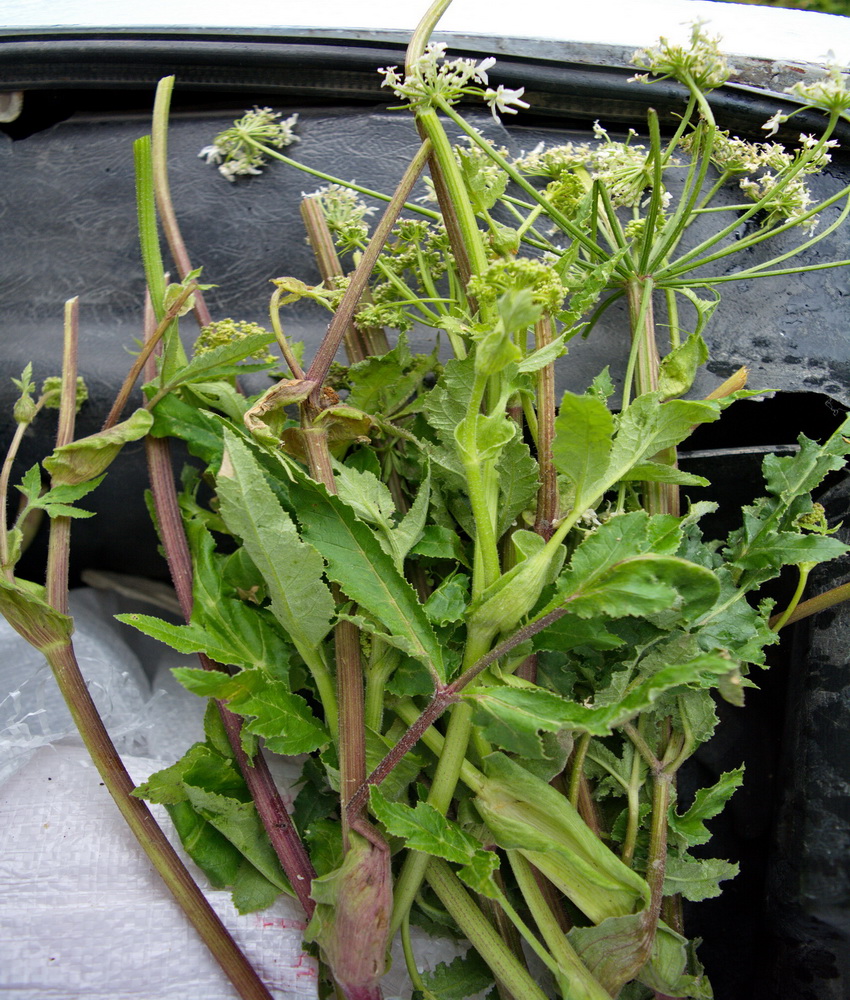 Image of Heracleum grandiflorum specimen.