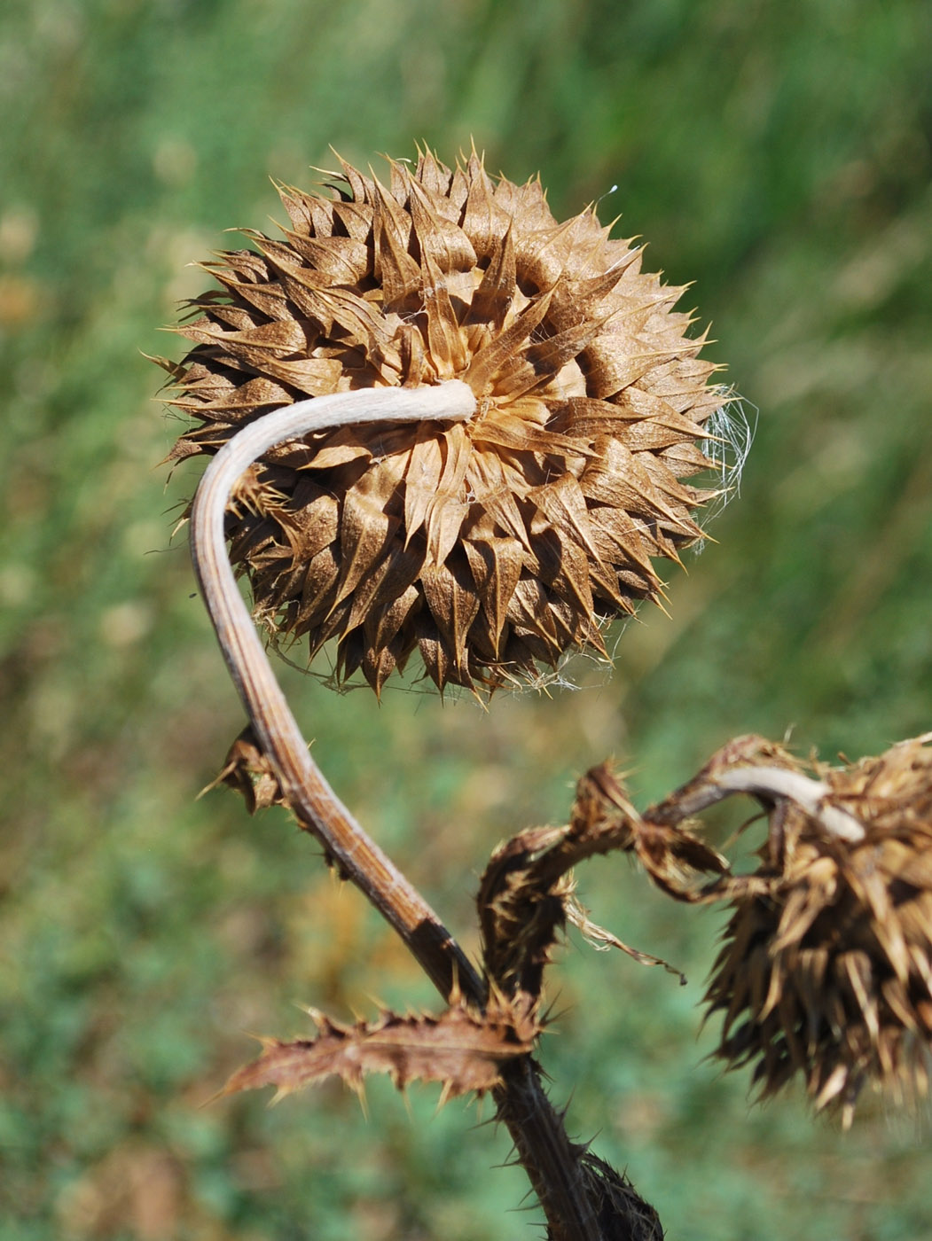 Image of Carduus coloratus specimen.