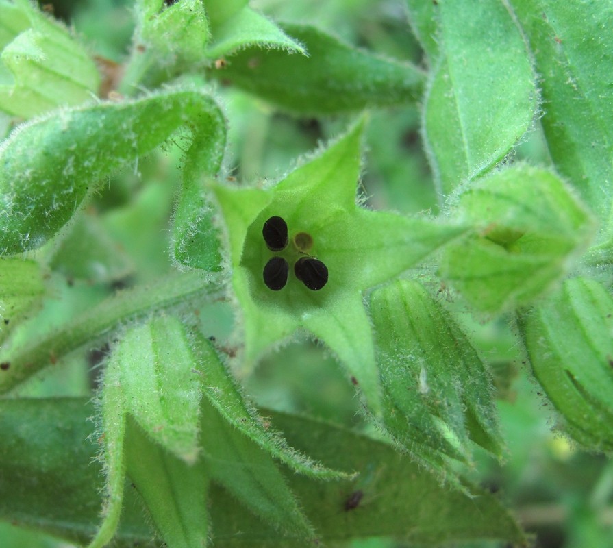 Изображение особи Nonea flavescens.