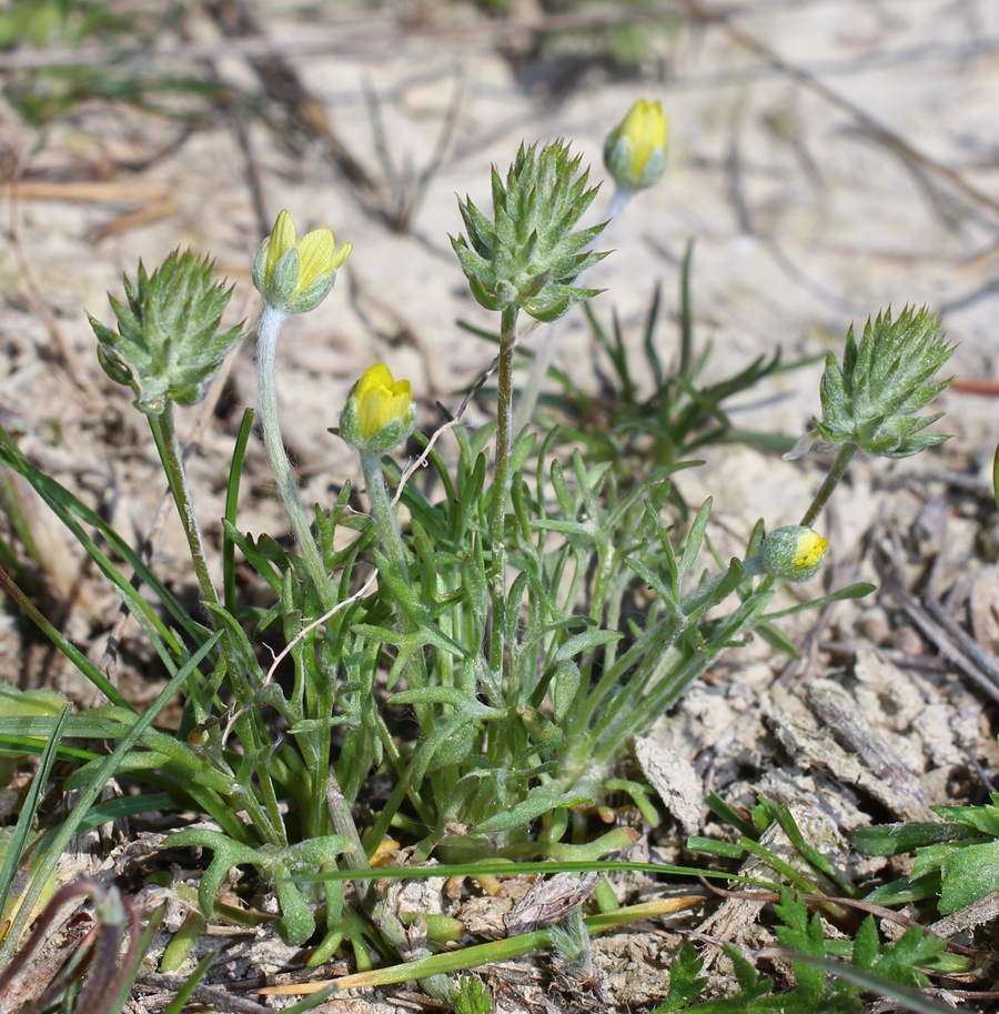 Изображение особи Ceratocephala orthoceras.