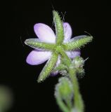 Spergularia rubra