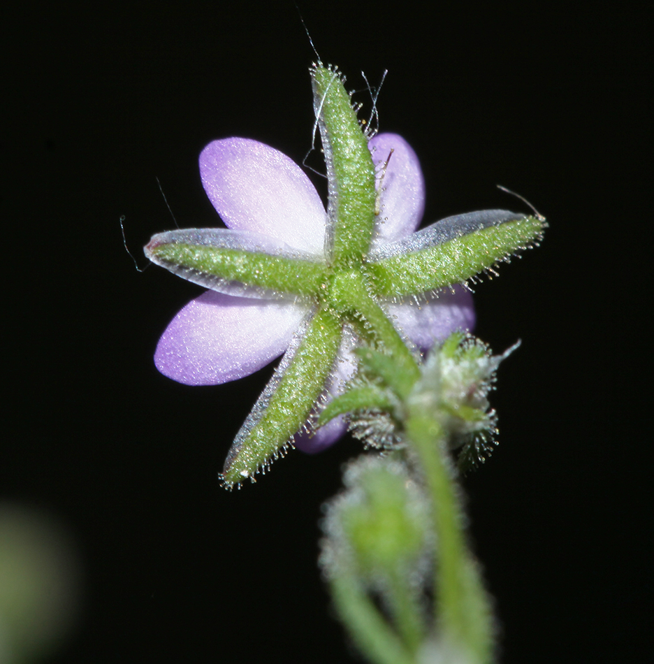 Image of Spergularia rubra specimen.