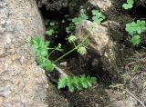 Carum caucasicum