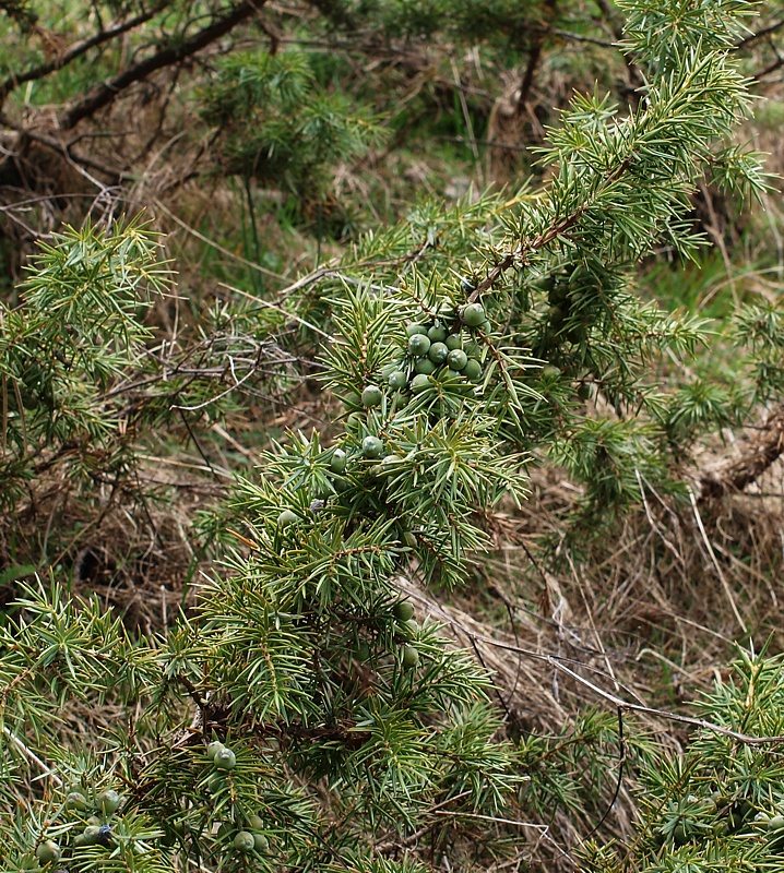 Изображение особи Juniperus oblonga.