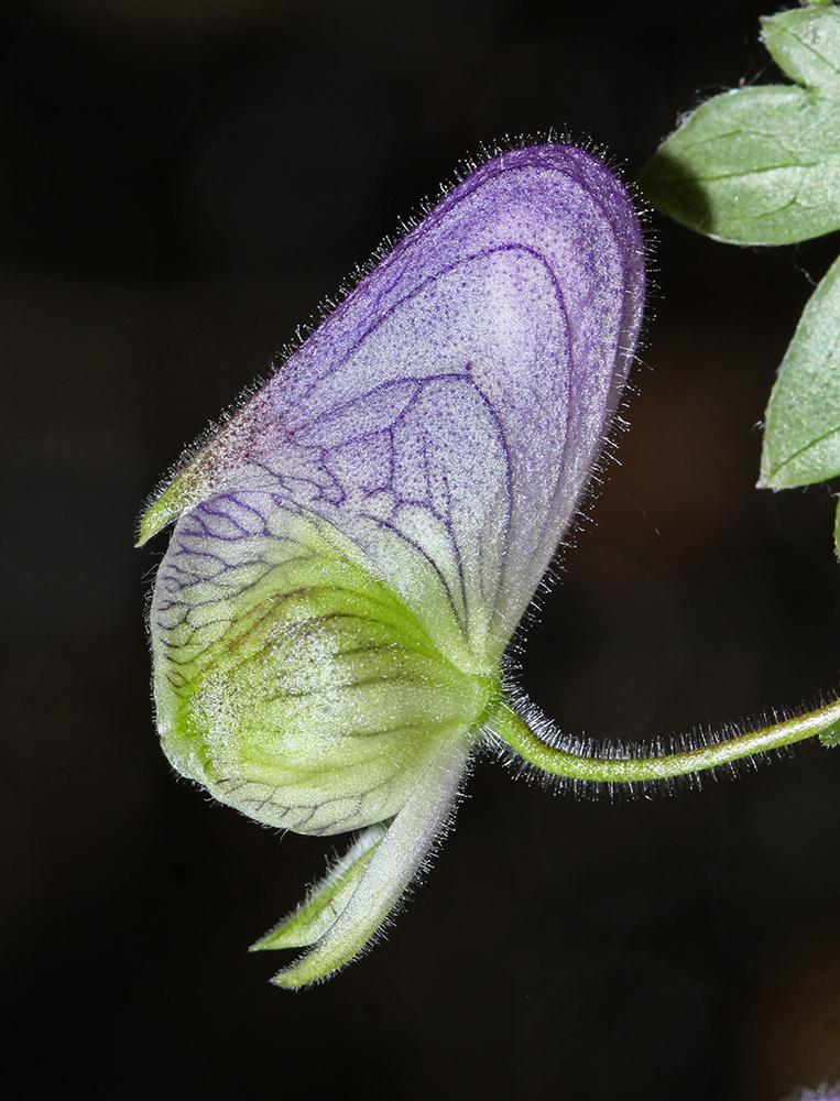 Image of Aconitum stoloniferum specimen.