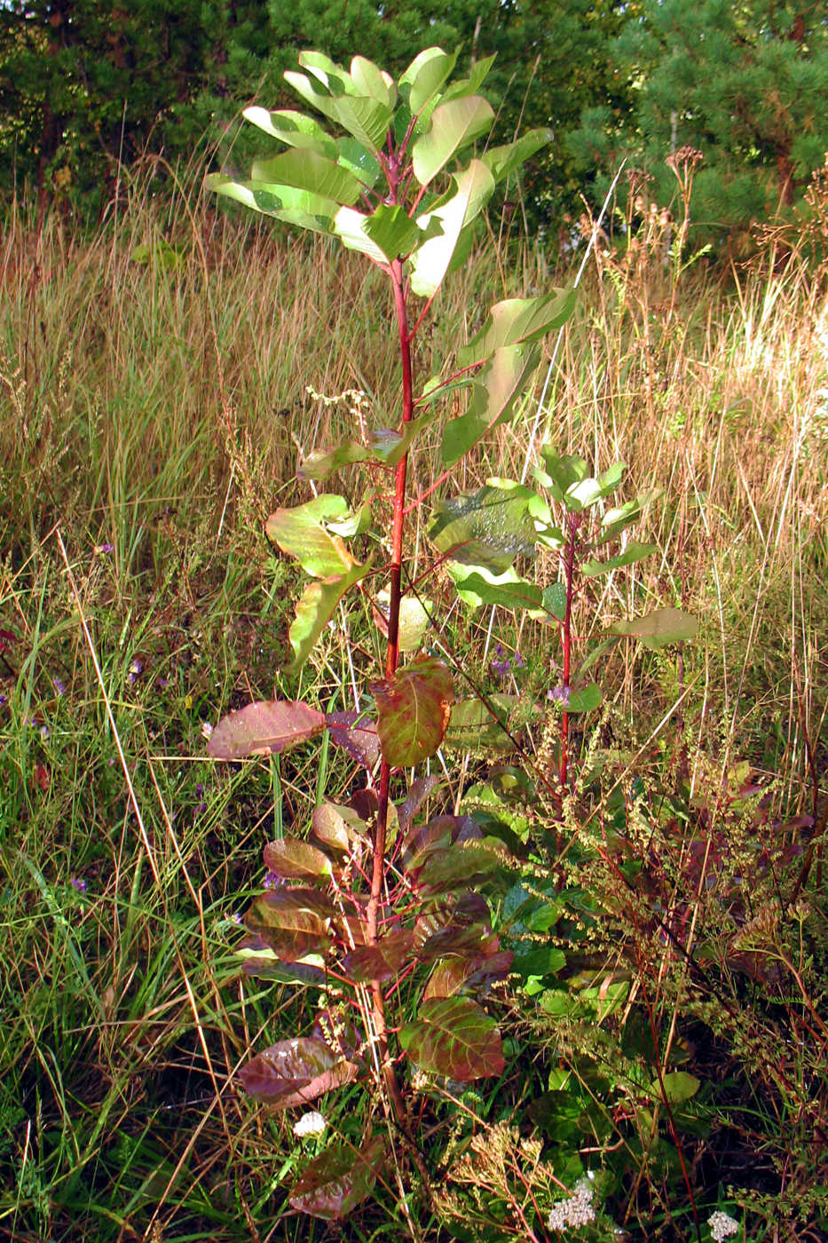 Image of Cotinus coggygria specimen.