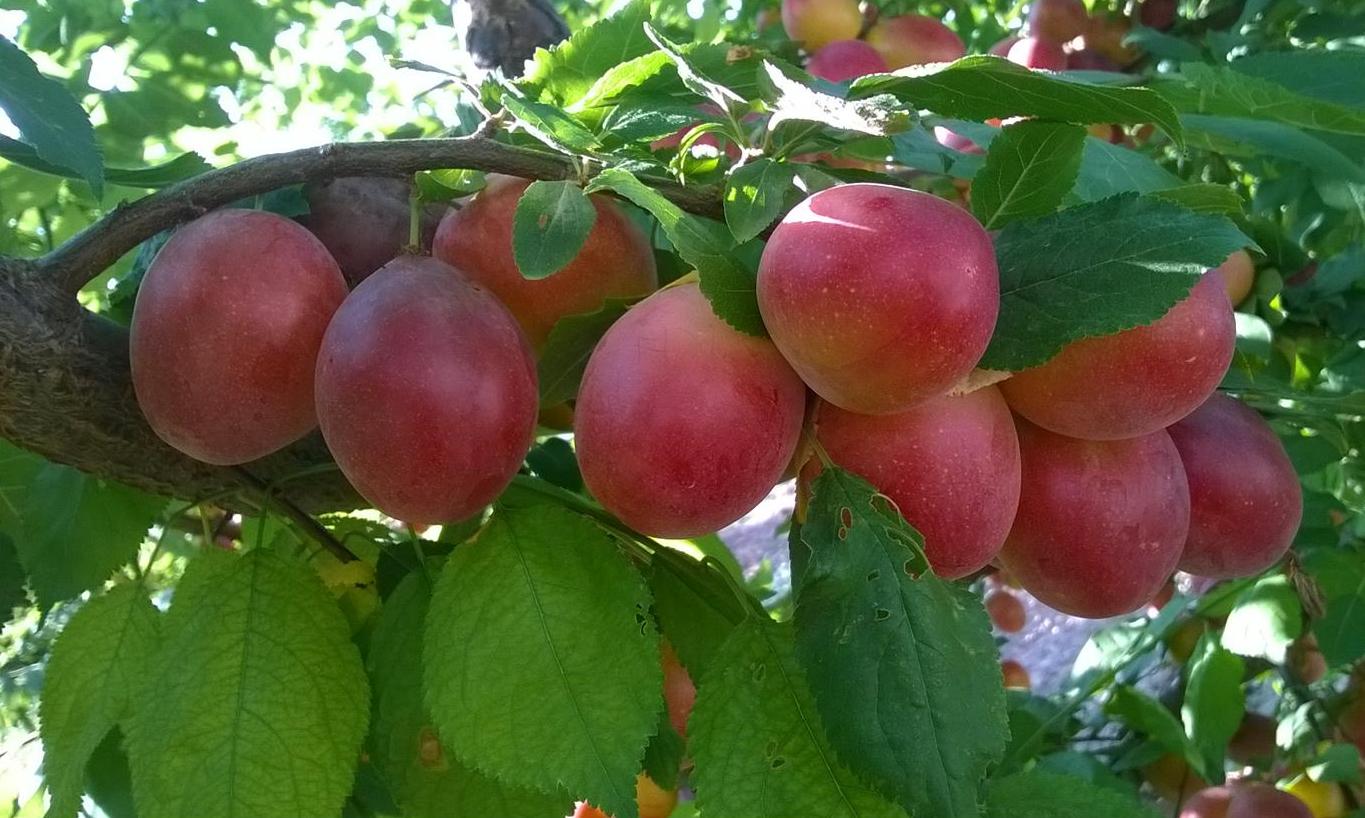 Image of Prunus × rossica specimen.